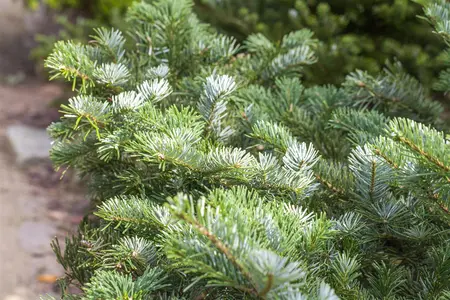 Abies amabilis 'Spreading Star' - 50-60 CM C15 - image 1