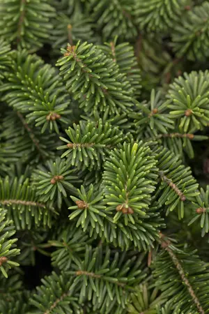 Abies balsamea 'Nana' - 25-30 CM C5 - image 2