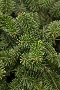 Abies balsamea 'Nana' - 25-30 CM C5 - image 2