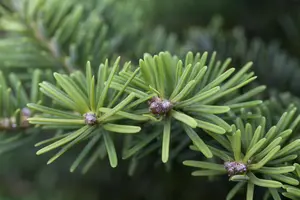 Abies balsamea 'Nana' - 25-30 CM C5 - image 3