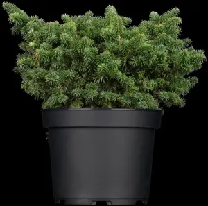 Abies balsamea 'Nana' - 30-40 CM C5 - image 3