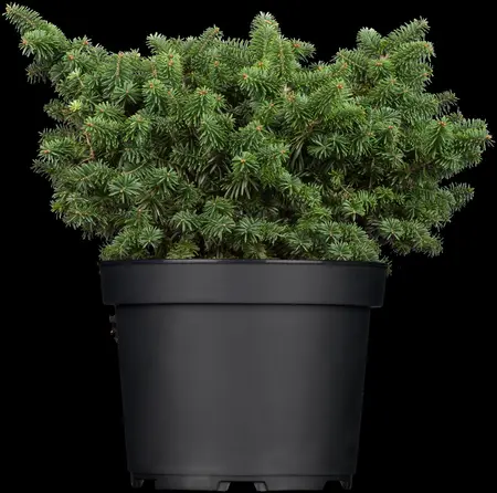 Abies balsamea 'Nana' - 25-30 CM C5 - image 1