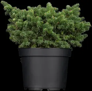 Abies balsamea 'Nana' - 25-30 CM C5 - image 1