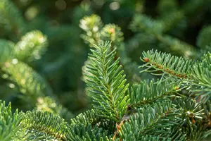 Abies cephalonica 'Meyer's Dwarf' - 30-40 CM C5 - image 2