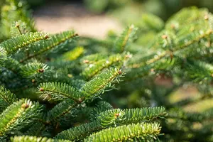 Abies cephalonica 'Meyer's Dwarf' - 30-40 CM C5 - image 4