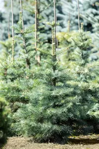 Abies concolor - 300-350 CM RB - image 2