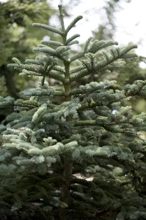 Abies concolor - 250-300 CM C30 - image 1
