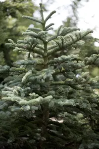 Abies concolor - 250-300 CM C30 - image 2