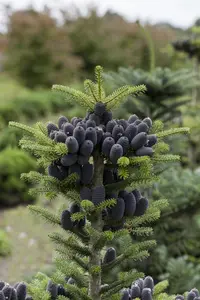 Abies koreana - 50-60 CM C5 - image 2