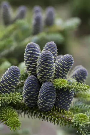 Abies koreana - 50-60 CM C5 - image 3