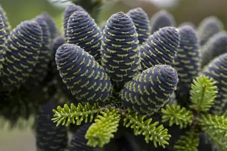 ABIES KOREANA 175-200cm 70L - image 1