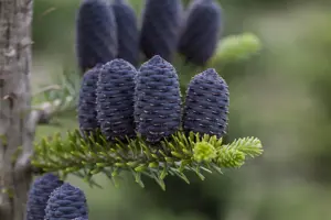 ABIES KOREANA 175-200cm 70L - image 4