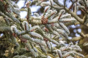 Abies koreana - P9 - image 5