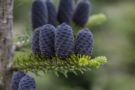 Abies koreana - 60-80 CM C15 - image 4