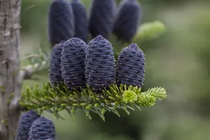 Abies koreana - 60-80 CM C15 - image 4