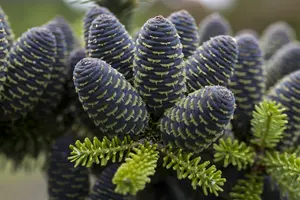 Abies koreana - 50-60 CM C5 - image 1