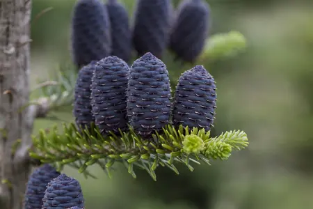 Abies koreana - 50-60 CM C5 - image 4