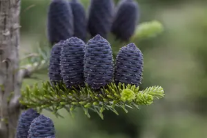 Abies koreana - 50-60 CM C5 - image 4
