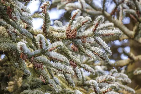 Abies koreana - 50-60 CM C5 - image 5
