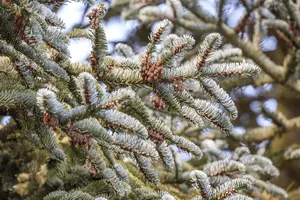 Abies koreana - 50-60 CM C5 - image 5
