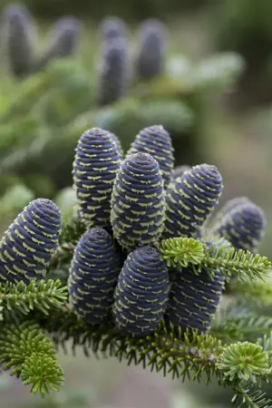 Abies koreana 'Blue Emperor' - 40-50 CM C7.5 - image 1