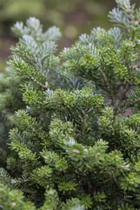 Abies koreana 'Blue Emperor' - 40-50 CM C7.5 - image 2