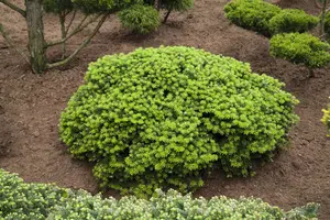 Abies koreana 'Brilliant'
