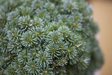 Abies koreana 'Brilliant' - 25-30 CM C5 - image 2