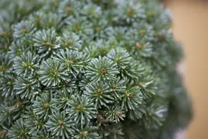 Abies koreana 'Brilliant' - 25-30 CM C5 - image 2