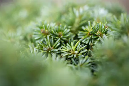 Abies koreana 'Brilliant' - 25-30 CM C5 - image 4