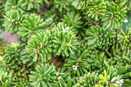 Abies koreana 'Brilliant' - 25-30 CM C5 - image 5