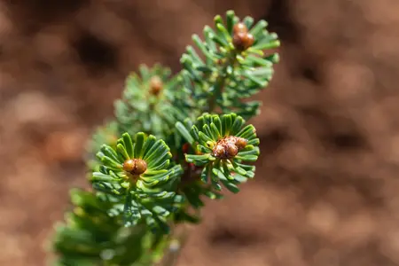 Abies koreana 'Brilliant' - 25-30 CM C5 - image 3