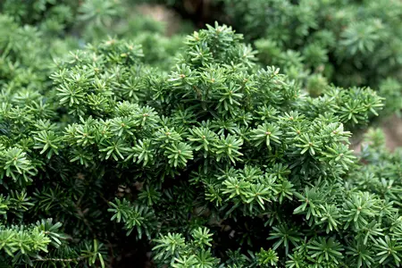 Abies koreana 'Cis' - 40 CM STEM C7.5 - image 2