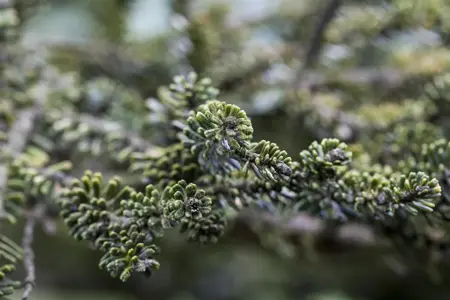 Abies koreana 'Kohout's Icebreaker' - 30-40 CM C12 - image 1