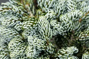 Abies koreana 'Kohout's Icebreaker' - 30-40 CM C12 - image 2