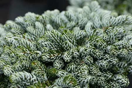Abies koreana 'Kohout's Icebreaker' - 30-40 CM C12 - image 3