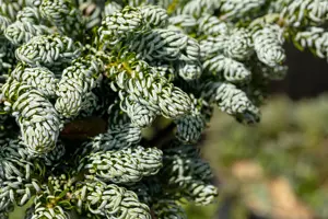 Abies koreana 'Kohout's Icebreaker' - 30-40 CM C12 - image 5