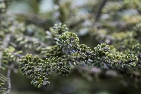 Abies koreana 'Kohout's Icebreaker' - 25-30 CM C7.5 - image 1