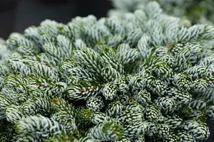Abies koreana 'Kohout's Icebreaker' - 50 CM STEM C10 - image 2