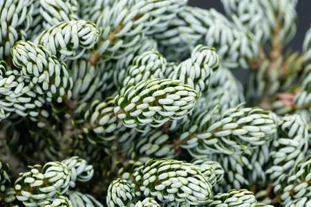 Abies koreana 'Kohout's Icebreaker' - 50 CM STEM C10 - image 3