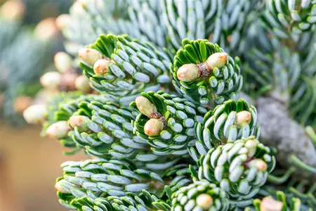 Abies koreana 'Kohout's Icebreaker' - 50 CM STEM C10 - image 5