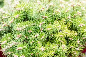 Abies koreana 'Kristalkugel'