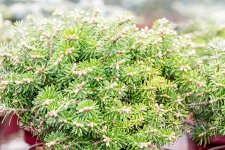 Abies koreana 'Kristalkugel' - 15-20 CM C2.5 - image 2
