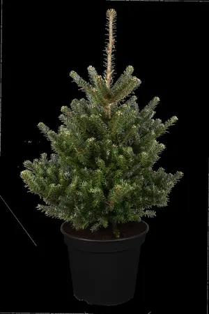 Abies koreana 'Molli' - SOLITAIR 60-80 CM C80 - image 1
