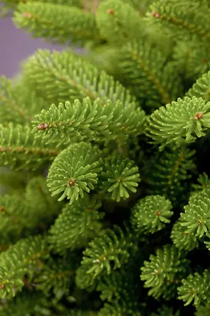 Abies koreana 'Molli' - SOLITAIR 60-80 CM C80 - image 3