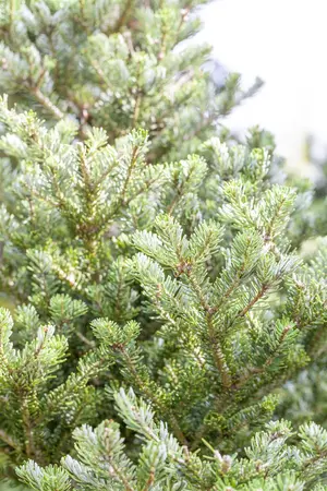 Abies koreana 'Molli' - SOLITAIR 60-80 CM C80 - image 4