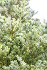 Abies koreana 'Molli' - SOLITAIR 60-80 CM C80 - image 4