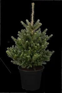 Abies koreana 'Molli' - SOLITAIR 80-100 CM C130 - image 5