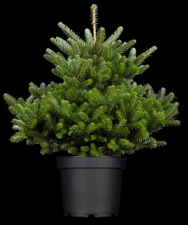 Abies koreana 'Molli' - SOLITAIR 60-80 CM C80 - image 2