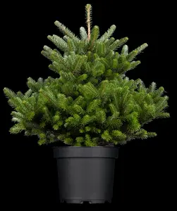 Abies koreana 'Molli' - SOLITAIR 60-80 CM C80 - image 2